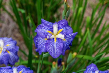花菖蒲（染谷花菖蒲園）