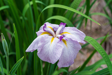 花菖蒲（染谷花菖蒲園）