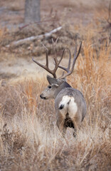 Buck Mule Deer During the Rut in Colorado in Autumn