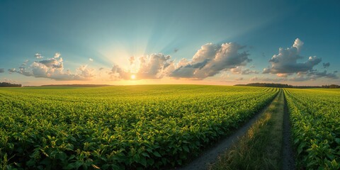 Fototapeta premium Wide-angle scene of a vibrant soybean crop with a central dirt road, ideal for environmental or farming themes