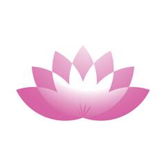 Elegant Pink Lotus Flower with Layered Gradient Petals