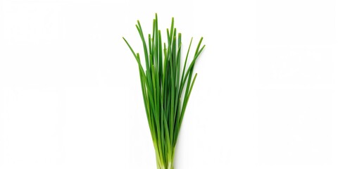 Obraz premium Garlic chives isolated on white background, suitable for culinary and herb garden layouts