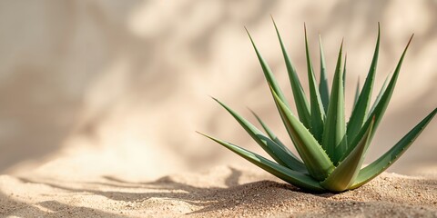 Fleshy-leaved aloe vera succulent, highlighting water storage capacity, World Water Day