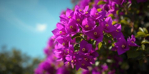 Obraz premium Bougainvillea blossoms in bright sunlight with lush green foliage, suitable for floral pattern backgrounds