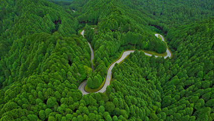A serpentine road with many twists and turns snakes through a dense, bright green forest.