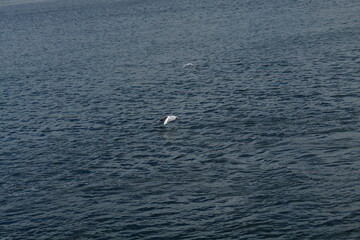 Gaviota aliment&aacute;ndose en la r&iacute;a de Ortigueira.
