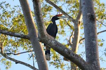 Birds of Borneo. Rhinoceros hornbill (Buceros rhinoceros), bird species of Kinabatangan river in Sukau, northeastern Sabah on Borneo island, Malaysia.