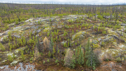 Forest after fire. Destruction. Tall, bare, black, leafless tree trunks. Canada, North America.