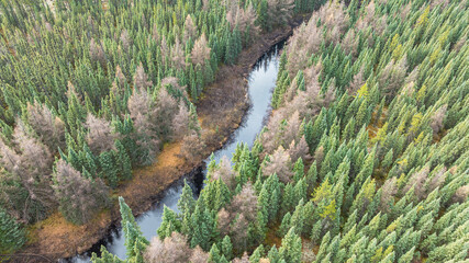 Drone view winding river in forest among coniferous trees. Landscape on cloudy day. Quebec, Canada.