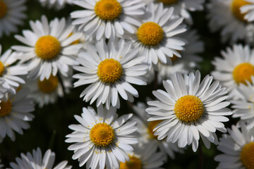 Obraz premium daisies in a garden