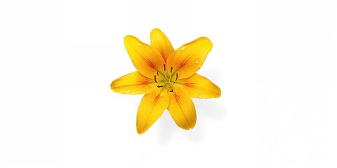 Fototapeta premium Yellow lily flower on white background used as a floral design element for decoration