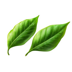 Fototapeta premium green leaves isolated on transparent background .
