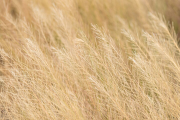 A close-up background of brown wildflowers, with a soft, in-focus shot,A close-up, shallow depth of field shot capturing a field of dried, golden-brown wild plants, possibly in late summer or early.