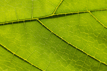 Macro leaf texture,macro shot detail of green leaf texture, lush on the plant in the nature