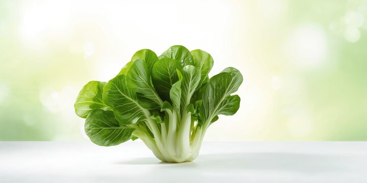 Pakchoi, Chinese cabbage on background, ideal for layout design or editorial headers