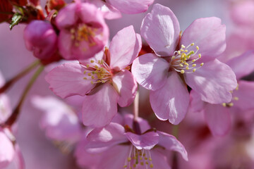 pink cherry blossom