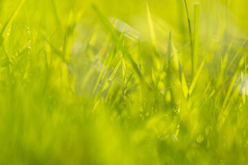Green grass and soft-focus sunlight,Spring scenery with fresh green grass, half blurred background, soft focus
