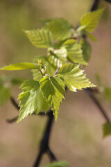 green leaves on a tree