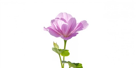 Fototapeta premium Blooming African geranium in sunny September, seasonal flowering