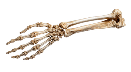 Detailed human forearm and hand skeleton, posed against a black background