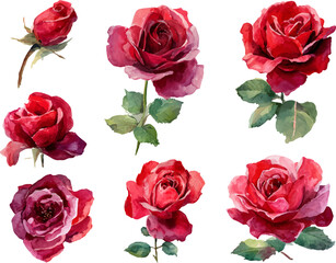 Fototapeta premium set of red roses isolated