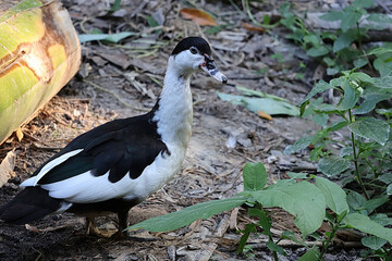 Domestic Muscovy Duck