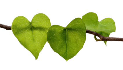 Three heart-shaped green leaves emerge from a brown branch