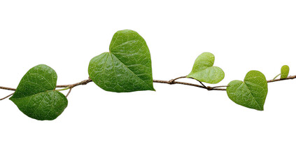 Delicate green heart-shaped leaves unfurl on a thin, brown vine against black