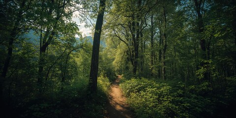Obraz premium Forest trail in Romania with a confined path amid dense greenery, highlighting conservation efforts