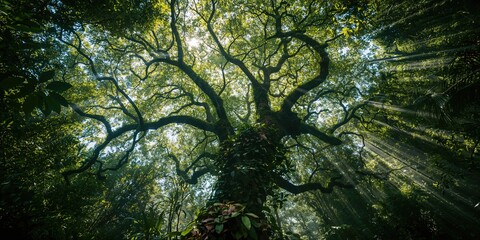 Lush tropical canopy with layered trees and vibrant foliage, illustrating biodiversity preservation efforts
