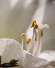 Macro - Fine art of a White Flower with many Details - Many Details. High quality photo