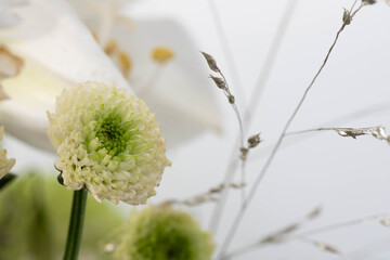 Macro - Fine art of a White Flower with many Details - Many Details. High quality photo