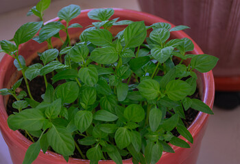 A lush cluster of mandarin orange seedlings grows in a pot. 