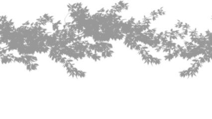 Overhead Tree Branch Shadow Overlay isolated on a transparent background 