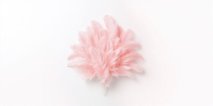 Delicate pink feather placed on a white backdrop, suitable for editorial header designs