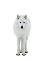 Obraz premium A magnificent adult arctic wolf, full-body studio portrait. hyperdetailed snow-white coat, defined musculature, intense yellow eyes, high-key white background with copy space. concept of majestic