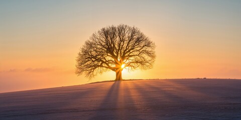 A bare Oak Tree on a hill during a winter sunrise, seasonal change