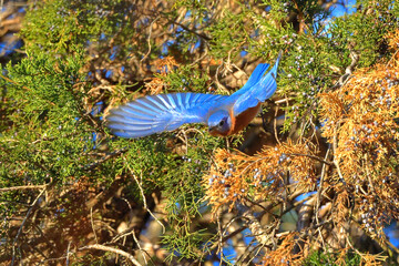 Eastern blue bird male inflight amongst blue cedar berries and deep blue sky. 