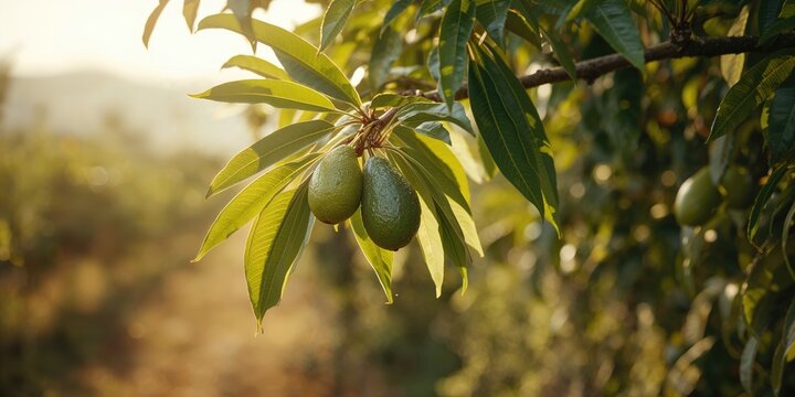 Avocado fruits on a tree branch, illustrating fresh produce for nutritious diets, Earth Day