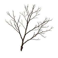 Obraz premium hyperdetailed macro photograph of a gnarled, skeletal bare branch with intricate fine twigs, isolated on a sterile white background with copy space, architectural natural design concept