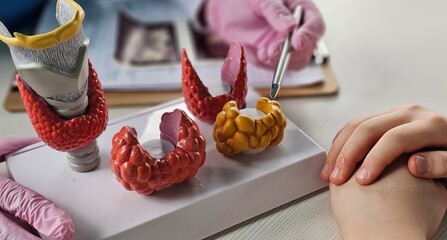 A healthcare professional is explaining thyroid anatomy using vibrant 3D models while a patient observes concept