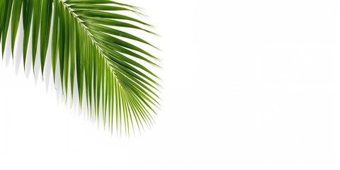 Fototapeta premium Green coconut palm leaf isolated on white background used for tropical themes
