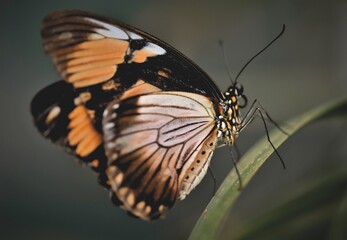 Dryadula phaetusa