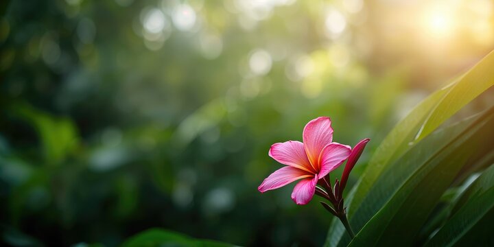 Pink plumeria champa flower in an Indian botanical garden emphasizing floral diversity