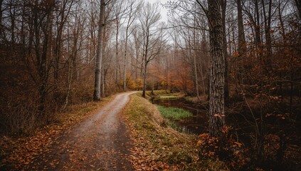 Obraz premium Winding trail through leafless trees during autumn in the woods, emphasizing seasonal transition