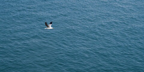 Flying kelp gull with black back gliding over ocean, seabird flight behavior