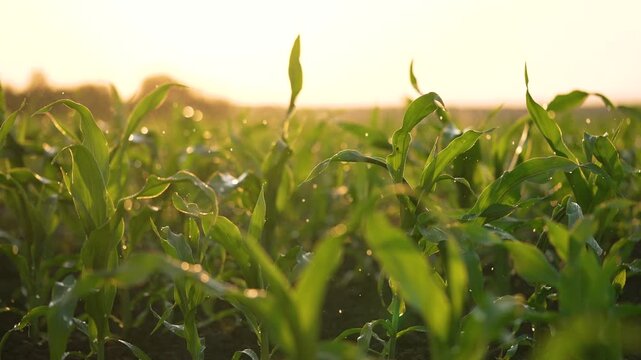 Sunrise over cornfield with dew on green leaf, young corn plant swaying in warm sunlight, crop row and soil showing growth and agriculture, natural dew sparkle, plant texture and harvest