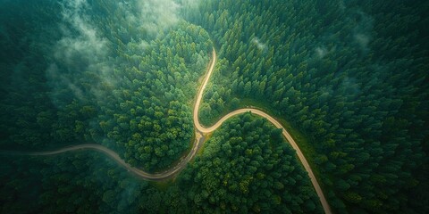 Bird's-eye perspective of a wooded area with a dirt pathway among dense green foliage, highlighting environmental conservation