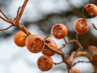 Zu sehen ist eine Nahaufnahme mehrerer reifer Fr&uuml;chte an einem Zweig der Gemeinen Mispel (Mespilus germanica).