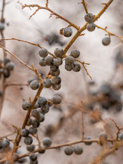 Eine Nahaufnahme zeigt reife Fr&uuml;chte an einem Zweig des Schwarzdorns (Prunus spinosa).